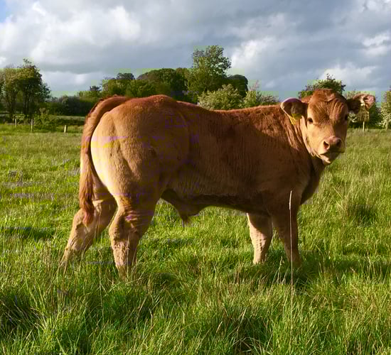 Applied to the beef genomics scheme? Here's what happens next