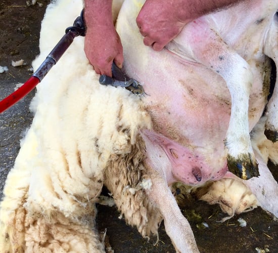Ulster Wool to pay £8.4m for 2021 clip