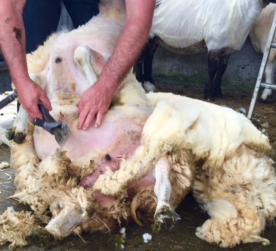 Difficult market outlook for wool continues