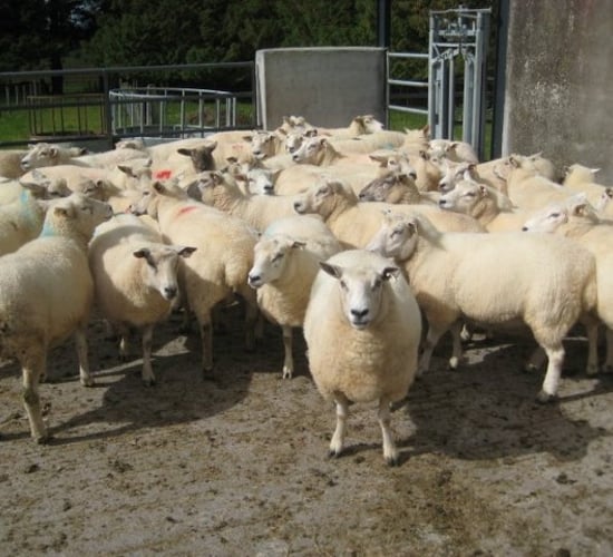 Irish sheepmeat exports to the UK have increased
