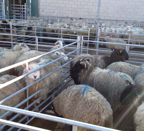 Early Easter set to boost hogget trade