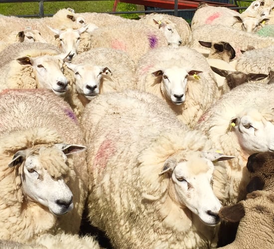 Hundreds of sheep suspected stolen in the 'Mourne' county