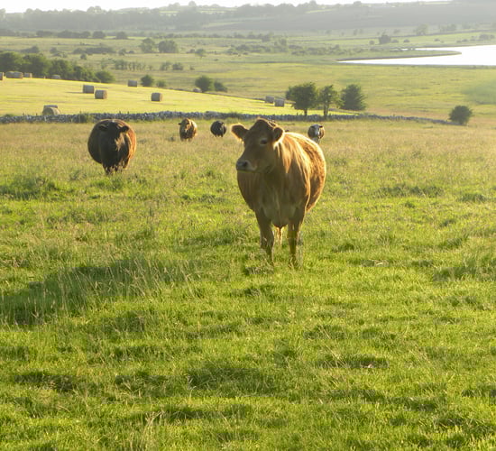 EU Vision for Agriculture to prioritise extensive livestock farming