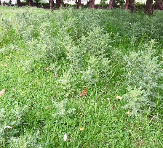 What pesticides are being applied to grass and fodder crops each year?