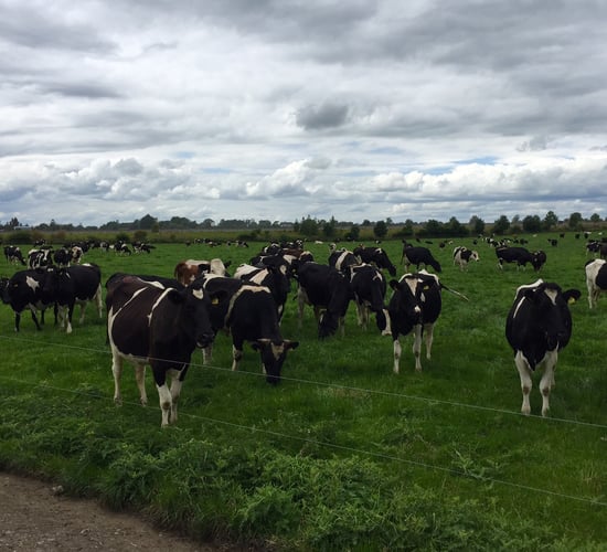 Pics and stats from Rockwell - one of the country's biggest dairy farms