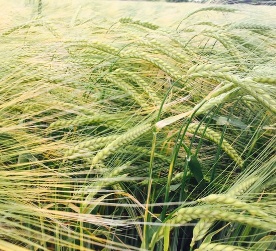 Spotlight on barley and winter wheat at ISTA cereal open day
