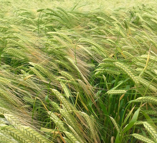 Crows feeding on your crops? Here's how to get rid of them