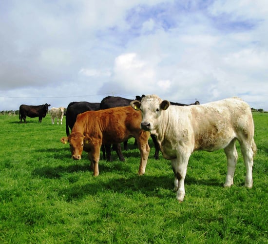 Weak euro drives top-quality weaning heifer trade - Plainer lots back