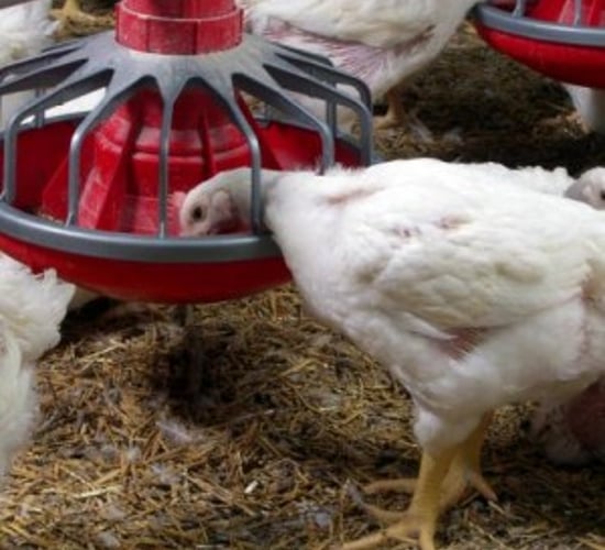 UK consumers buy more poultry than other meat