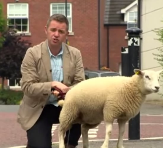 Video: BBC reporter left feeling sheepish after lamb has 'wee moment'