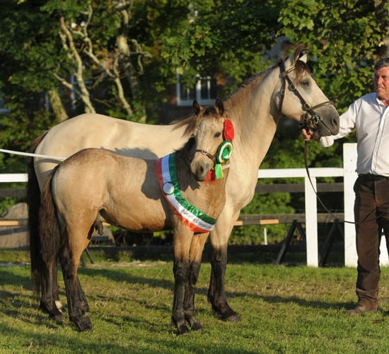 The Connemara pony: Hardened and shaped by the Atlantic