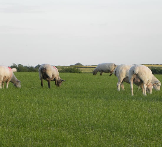 French sheepmeat imports down 8% year-on-year