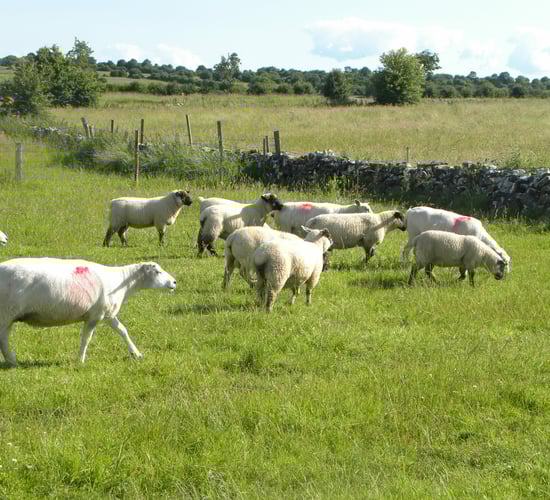 'There is potential for UK lamb on the US market'