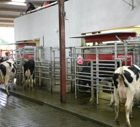 Robotic milking will allow Cork farm expand by 40%