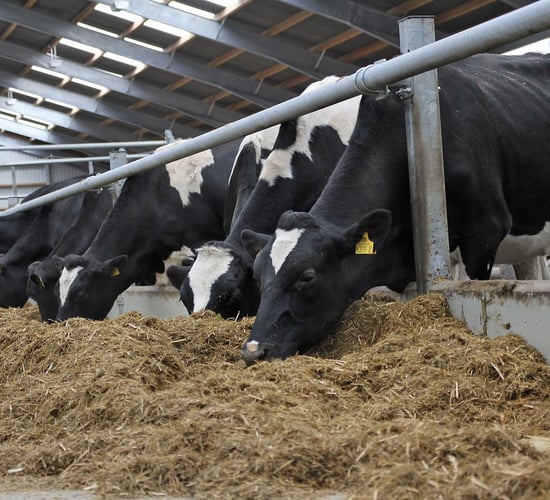 What effect will replacing grass silage with maize silage have on dairy cow performance?