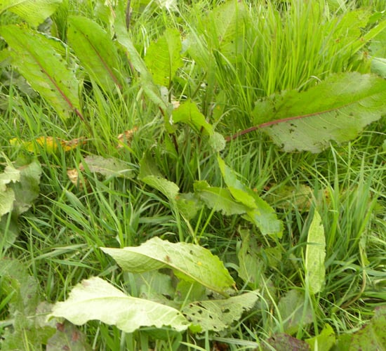 When is the best time to eliminate docks from grass leys?