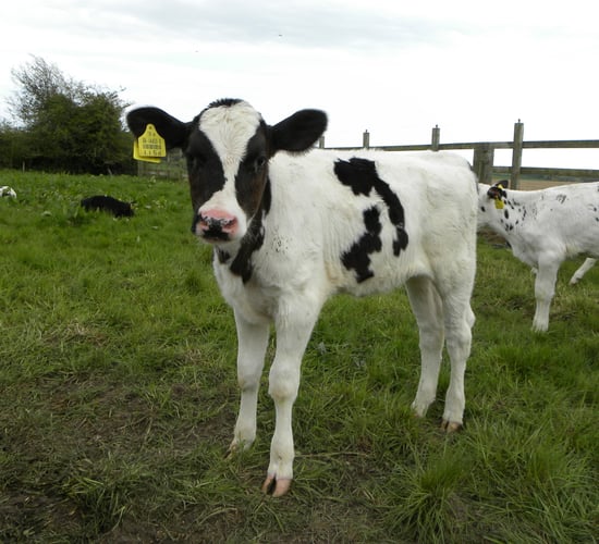 Video: Group of cyclists help farmers to deliver calf