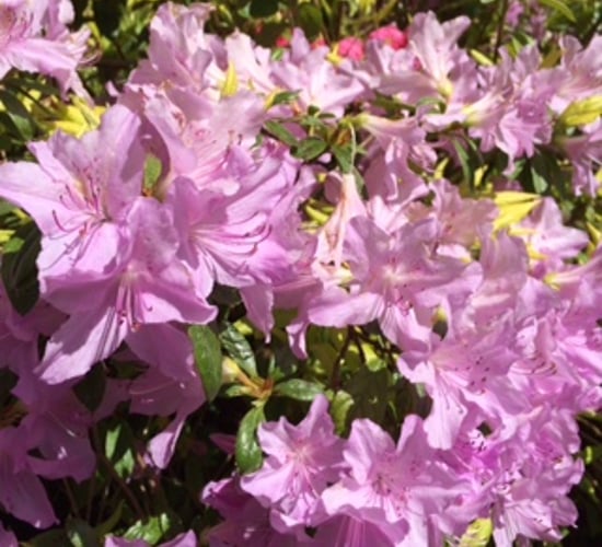 10 simple jobs to ensure your garden is in tip-top shape
