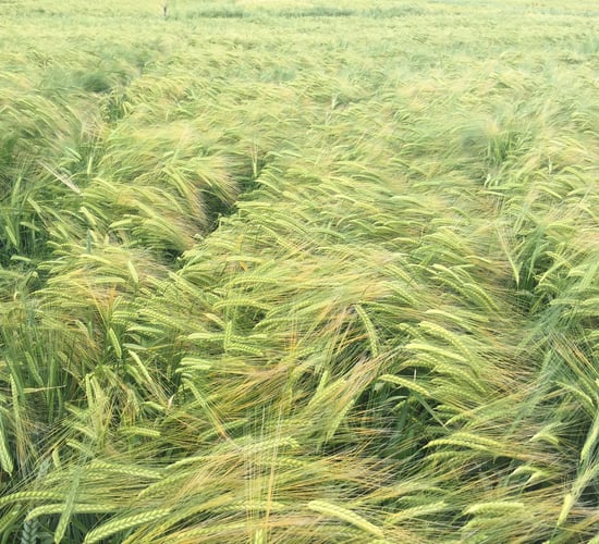 New weed and insect protection options from Dow Agrosciences