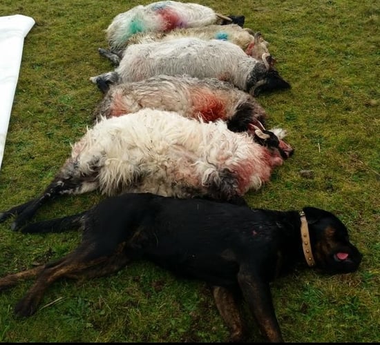 Farming union urges politicians to back radical livestock worrying proposals