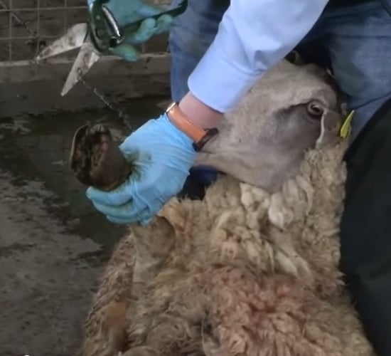 Video: How to prevent sheep lameness with foot trimming and bathing