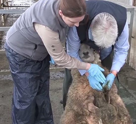Video: How to spot and treat CODD in sheep