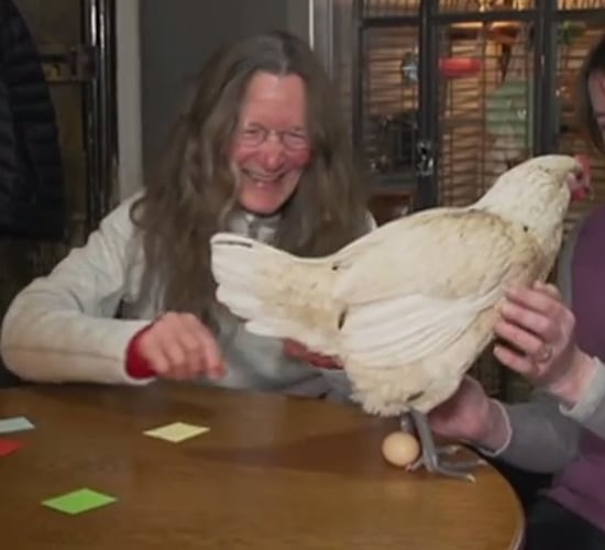 'Eggcellent' debut: Hen lays egg on live tv