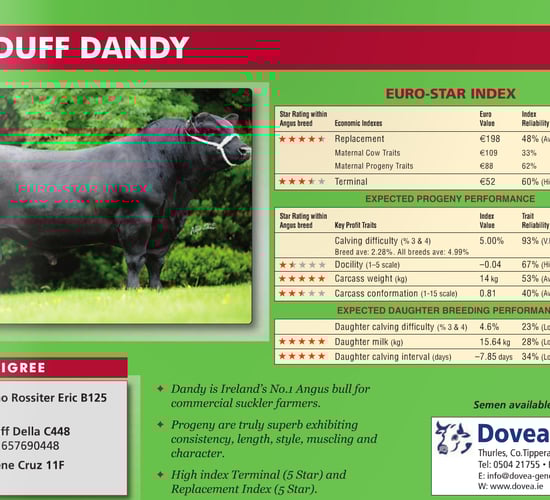 AI bull 'Lisduff Dandy' still in service, says Dovea
