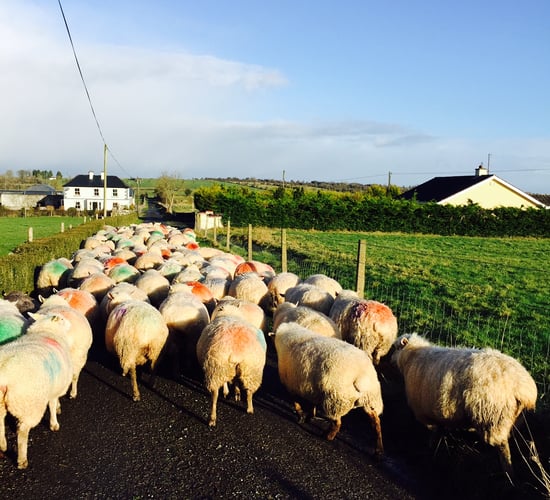 Concern as some knackeries refuse to collect fallen sheep