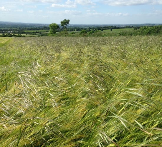 Tackling a brome problem with more grass