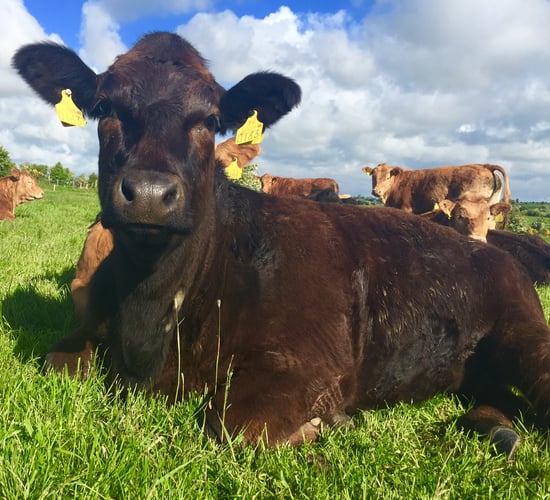 Irish beef trade remains strong - Despite French protests