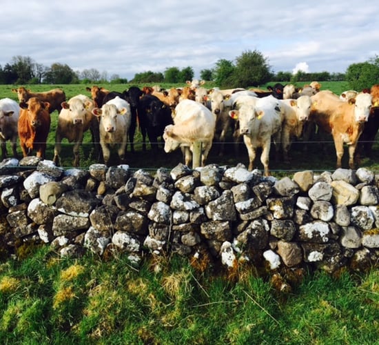 How to identify Redwater and ways to prevent the disease