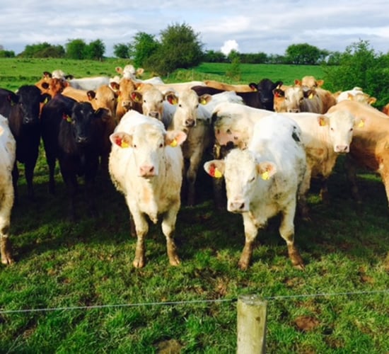 UK beef exports fall by 11% - LMC