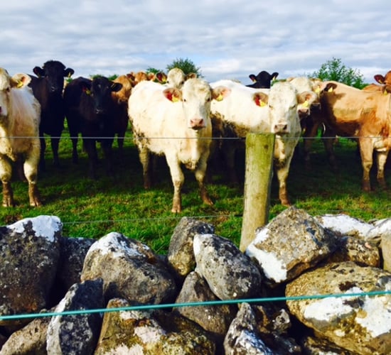 Teagasc blueprint for the beef sector to be ready for Ploughing