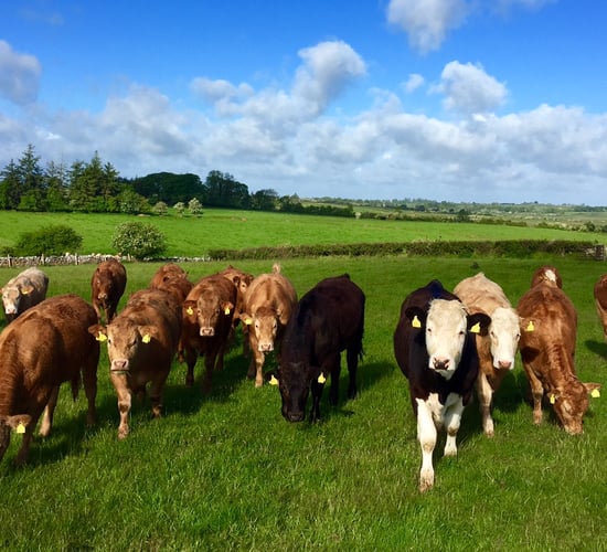 Lamb and beef price gap narrows - just 10c between the two