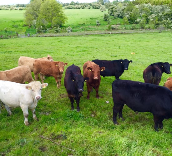 Store cattle buyers not to be found around mart rings - they're all in Galway