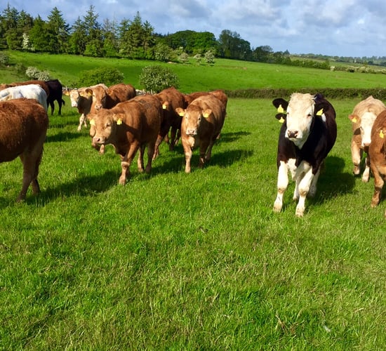 Interim Nitrogen and Phosphorus statements for cattle online