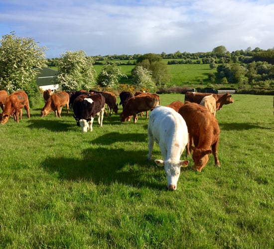 'Increasing farm incomes more important than reducing emissions'