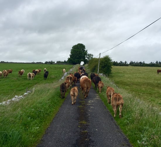 'No real recovery' in cattle exports to Northern Ireland