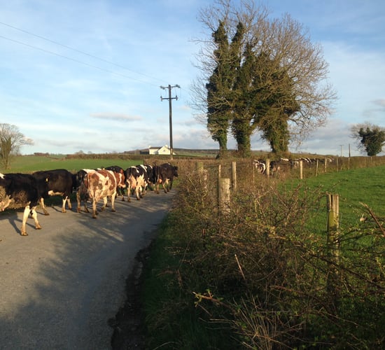 Late spring turnout sees incidents of mastitis cases jump 100%