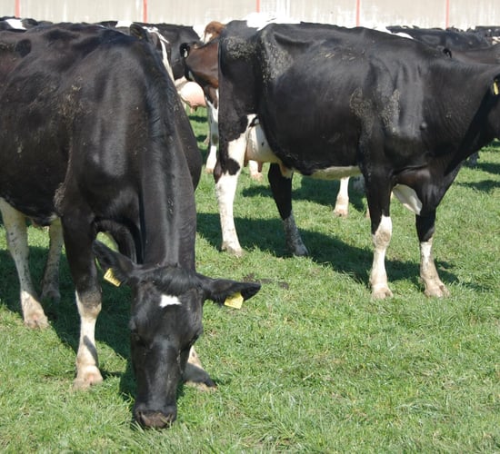 ‘Dairy profits can fall by €9,400 with Salmonella infection’