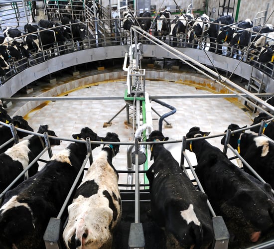 EU's latest projections for EU milk production in 2015 released