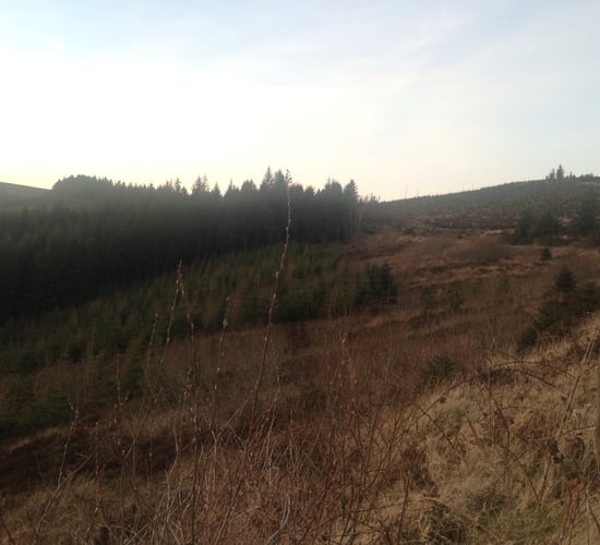127 valid forestry licence appeals submitted in 2024
