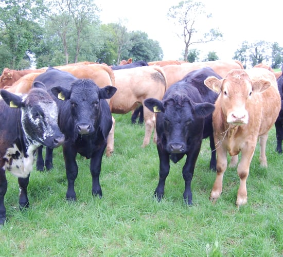 Bluetongue could arrive in Ireland within weeks - NI scientists