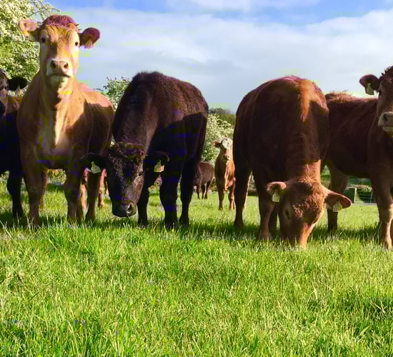 EU beef production expected to increase by 2% in 2016 - European Commission