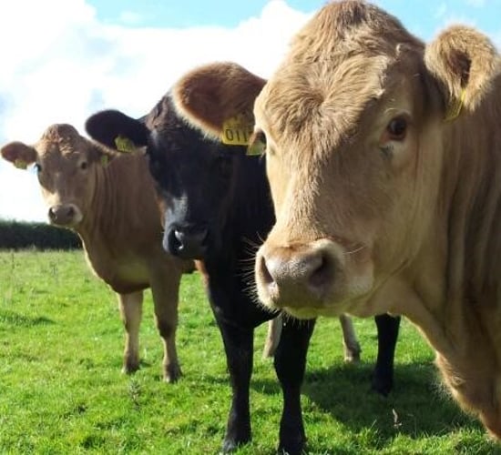 What the new beef producer groups may look like