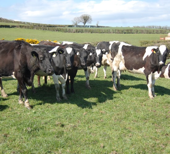 'Heifer care often overlooked in digital dermatitis management'