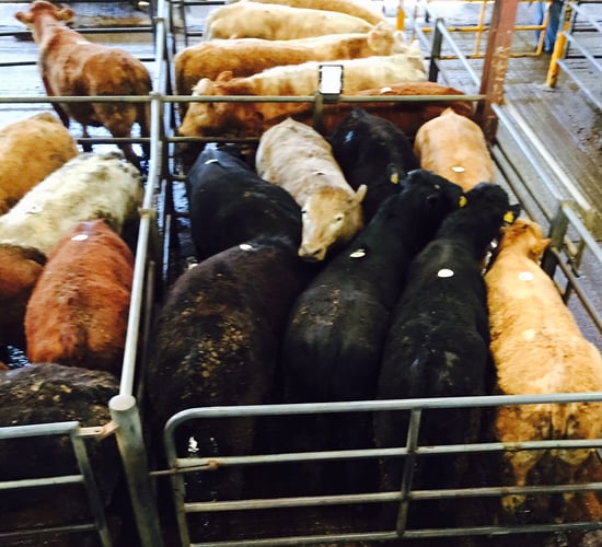 Farmers and exporters drive trade - Cattle prices hold strong