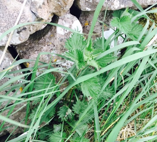 Six of your weed control questions answered by Teagasc