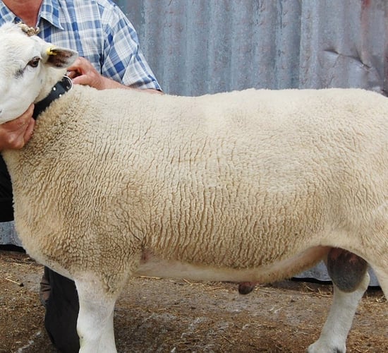 Can you afford to miss Sheep Ireland's multi-breed ram sale?